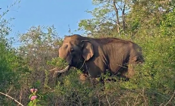 Plantation worker critically injured in wild elephant attack in Kanyakumari Plantation worker critically injured in wild elephant attack in Kanyakumari