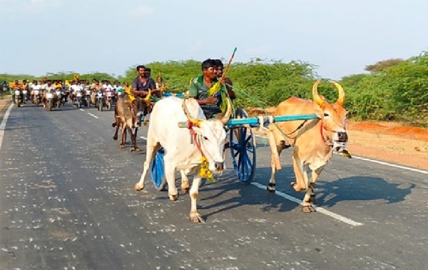 புதுக்கோட்டையில் அய்யனார் கோவில் குதிரை எடுப்பு விழா - மாட்டு வண்டி பந்தயம் கோலாகலம் புதுக்கோட்டையில் அய்யனார் கோவில் குதிரை எடுப்பு விழா - மாட்டு வண்டி பந்தயம் கோலாகலம்