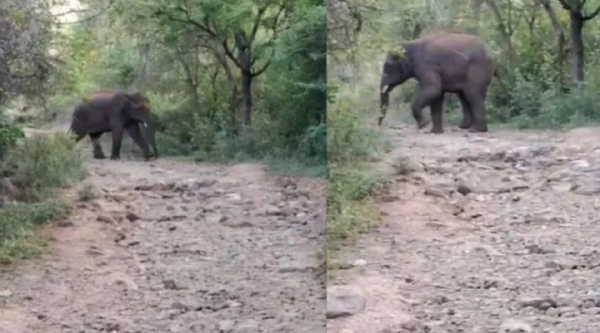 Elephant