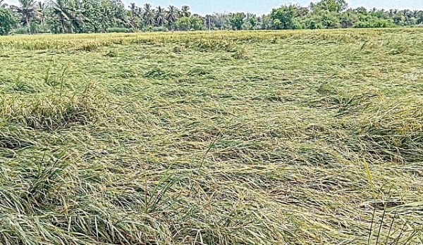 நெற்பயிர் நெற்பயிர்