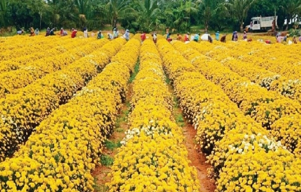 Low-Investment Flower Farming Low-Investment Flower Farming