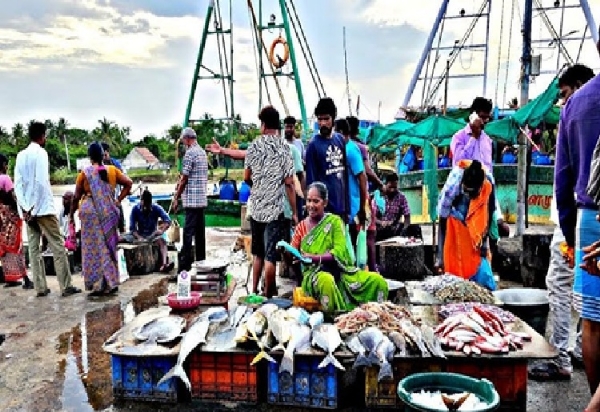 Fish prices drop at Cuddalore fishing harbour Fish prices drop at Cuddalore fishing harbour