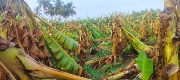 Banana Trees