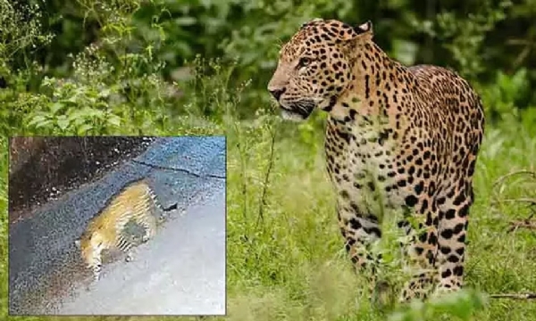 கோவையில் குடியிருப்புப் பகுதியில் சிறுத்தை உலா - பொதுமக்கள் அச்சம்