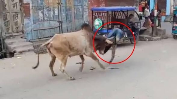 ஜல்லிக்கட்டு காளை