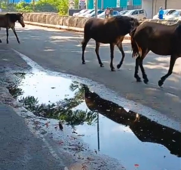 Horse