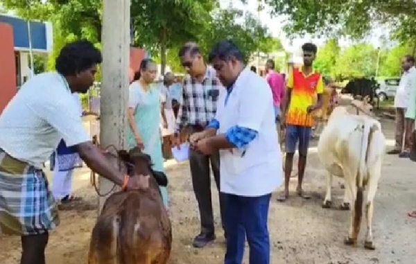 சேலத்தில் கோமாரி நோய் தடுப்பூசி முகாம் நாளை தொடக்கம்