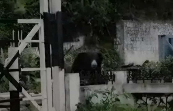 கரடி