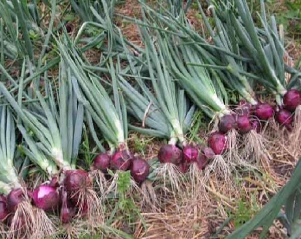 Nursery-based Onion (Large Onion) Cultivation