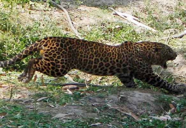 Elderly woman critically injured in leopard attack Elderly woman critically injured in leopard attack