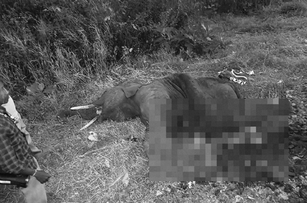 Elephant Death Elephant Death