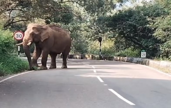 ஆழியார் - நவமலை சாலையில் ஒற்றைக் காட்டு யானை உலா - இருசக்கர வாகனங்களுக்கு தற்காலிக தடை விதிப்பு ஆழியார் - நவமலை சாலையில் ஒற்றைக் காட்டு யானை உலா - இருசக்கர வாகனங்களுக்கு தற்காலிக தடை விதிப்பு