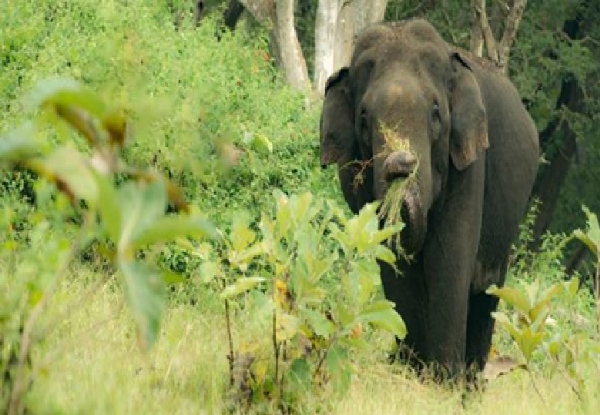 கூடலூர் குடியிருப்பு பகுதியில் 2 காட்டு யானைகள் முகாம் - மா மரங்களை சேதம் செய்வதால் விவசாயிகள் வேதனை கூடலூர் குடியிருப்பு பகுதியில் 2 காட்டு யானைகள் முகாம் - மா மரங்களை சேதம் செய்வதால் விவசாயிகள் வேதனை