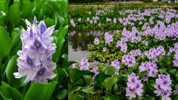 Water Hyacinth Water Hyacinth