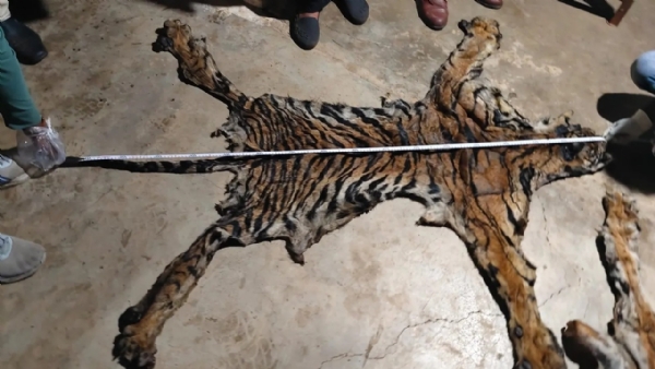 சத்தீஸ்கர் புலிகள் காப்பகத்தில் மூன்றாவது புலித்தோல் மீட்பு - 3 வனத்துறையினர் பணியிடை நீக்கம் சத்தீஸ்கர் புலிகள் காப்பகத்தில் மூன்றாவது புலித்தோல் மீட்பு - 3 வனத்துறையினர் பணியிடை நீக்கம்