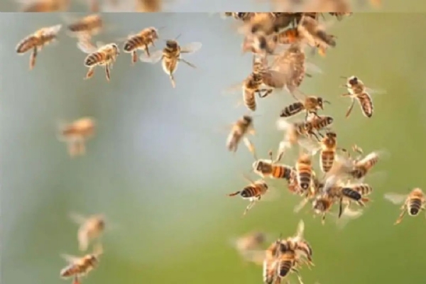 Bee attack at Palaruvi tourist spot in Kollam. Bee attack at Palaruvi tourist spot in Kollam.