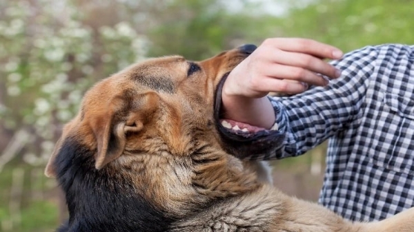 Dog Dog