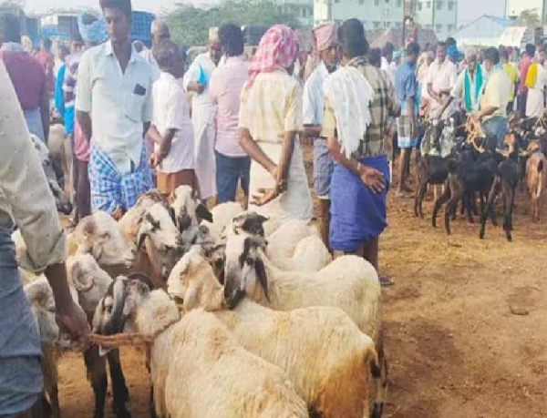 ஆடித் திருவிழாவை முன்னிட்டு ரூ.2 கோடிக்கு ஆடுகள் விற்பனை - விவசாயிகள், வியாபாரிகள் உற்சாகம் ஆடித் திருவிழாவை முன்னிட்டு ரூ.2 கோடிக்கு ஆடுகள் விற்பனை - விவசாயிகள், வியாபாரிகள் உற்சாகம்
