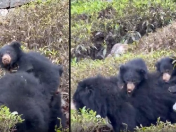 உதகையில் குட்டியுடன் உலாவரும் கரடியால் பரபரப்பு - வனத்திற்குள் விரட்ட கிராம மக்கள் கோரிக்கை உதகையில் குட்டியுடன் உலாவரும் கரடியால் பரபரப்பு - வனத்திற்குள் விரட்ட கிராம மக்கள் கோரிக்கை