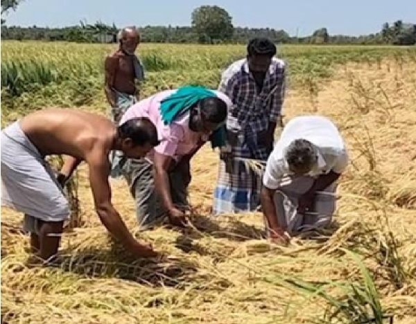 கோடை குறுவை நெல் கொள்முதல் ஒரு லட்சம் டன் சரிவு - திருவாரூர் மாவட்ட விவசாயிகள் கவலை கோடை குறுவை நெல் கொள்முதல் ஒரு லட்சம் டன் சரிவு - திருவாரூர் மாவட்ட விவசாயிகள் கவலை