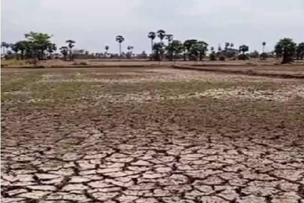 நாகையில் 43,600 ஏக்கர் குறுவை சாகுபடி கடும் பாதிப்பு - வறட்சி மாவட்டமாக அறிவிக்க விவசாயிகள் கோரிக்கை நாகையில் 43,600 ஏக்கர் குறுவை சாகுபடி கடும் பாதிப்பு - வறட்சி மாவட்டமாக அறிவிக்க விவசாயிகள் கோரிக்கை