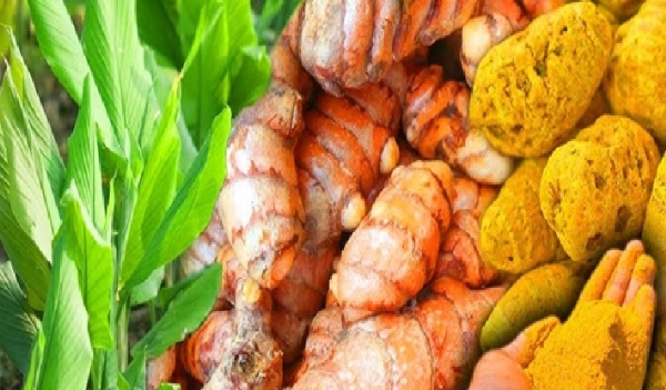 மருத்துவ குணம் நிறைந்த மஞ்சள் சாகுபடி