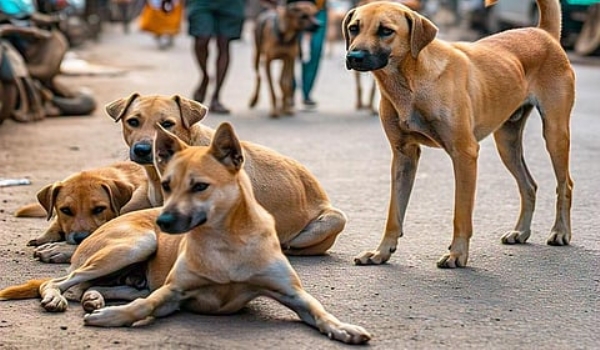 தெருநாய் தெருநாய்