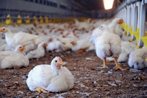 Farm-gate procurement price for broiler chicken reduced by Rs. 7; fixed at Rs. 110.