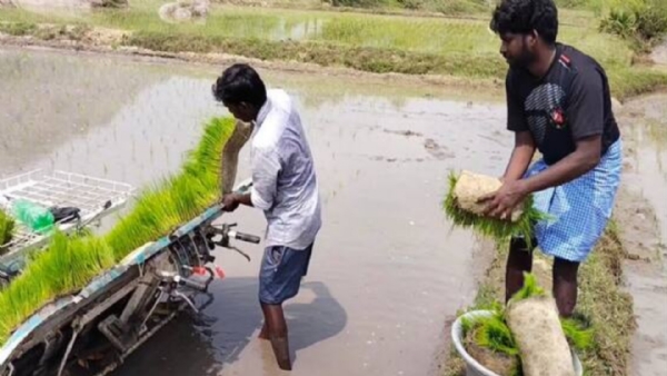Paddy Crops