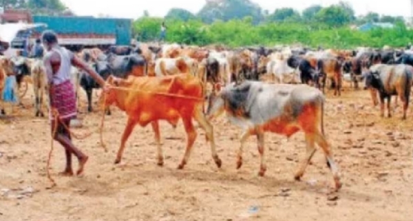 Cattle feed prices skyrocket Cattle feed prices skyrocket