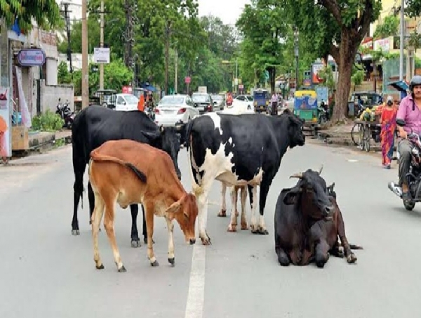 சாலைகளில் சுற்றித் திரியும் கால்நடைகளை அப்புறப்படுத்த வேண்டும் நீதிமன்றம் உத்தரவு சாலைகளில் சுற்றித் திரியும் கால்நடைகளை அப்புறப்படுத்த வேண்டும் நீதிமன்றம் உத்தரவு