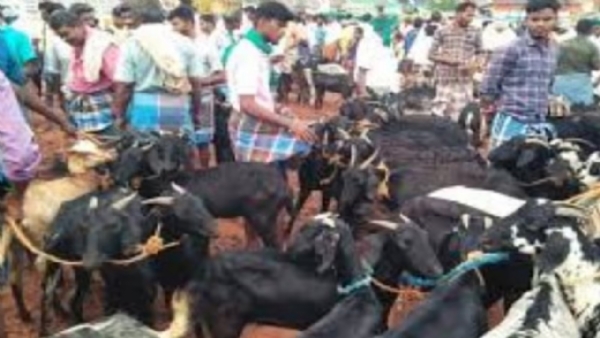 சேலம் ஓமலூர் சந்தையில் ஒரே நாளில் ரூ.6.5 கோடிக்கு கால்நடைகள் விற்பனை சேலம் ஓமலூர் சந்தையில் ஒரே நாளில் ரூ.6.5 கோடிக்கு கால்நடைகள் விற்பனை