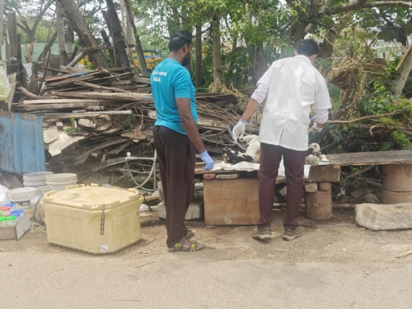 ஆடு, மாடுகளுக்குத் தண்ணீரில் விஷம் வைக்கப்பட்டதா ? -  கோவையில் 3 மாடுகள், 11 ஆடுகள் மர்ம முறையில் பலி