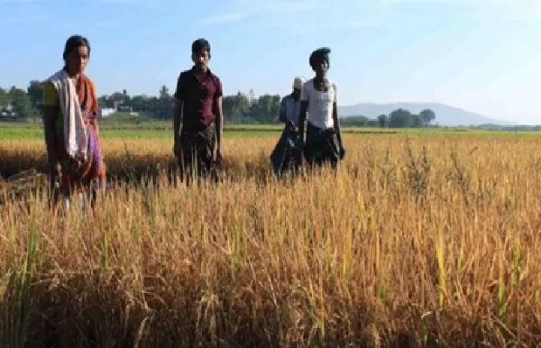 குறுவை பயிர் காப்பீட்டிற்கான காலக்கெடு நீட்டிப்பு - விவசாயிகளுக்கு இன்று இறுதி வாய்ப்பு குறுவை பயிர் காப்பீட்டிற்கான காலக்கெடு நீட்டிப்பு - விவசாயிகளுக்கு இன்று இறுதி வாய்ப்பு