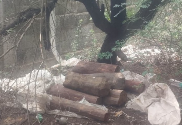 125 red sandalwood logs seized 125 red sandalwood logs seized