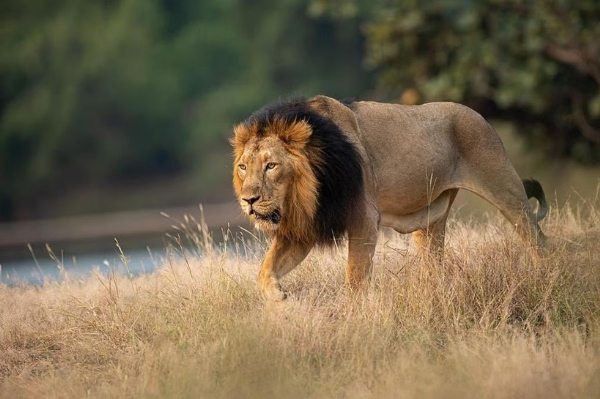 Today is World Lion Day