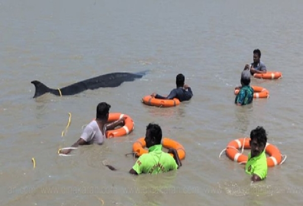 giant whale washed ashore