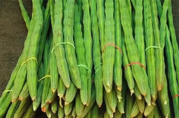 முருங்கைக்காய் விலை கடும் சரிவு - கிலோ 10 ரூபாய்க்கு விற்பனை