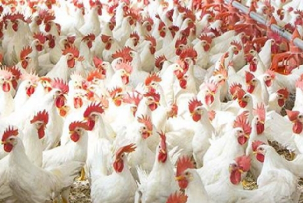 Broiler chicken price drops by Rs. 20 per kg Broiler chicken price drops by Rs. 20 per kg