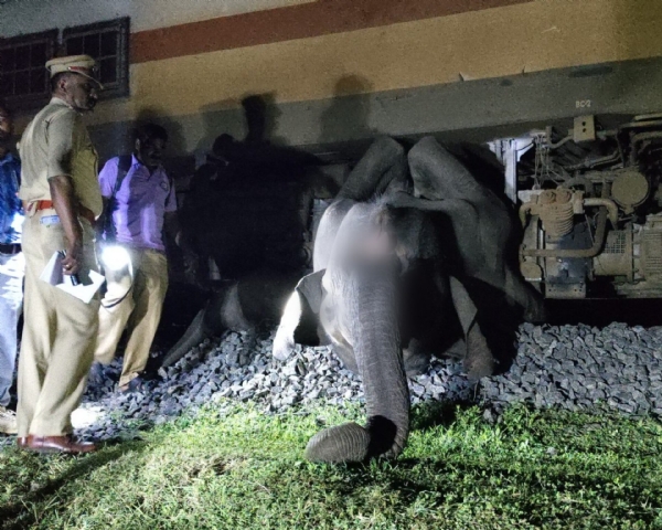 Elephant Elephant