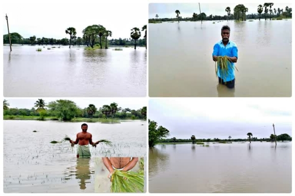 பயிர்கள் சேதம் பயிர்கள் சேதம்