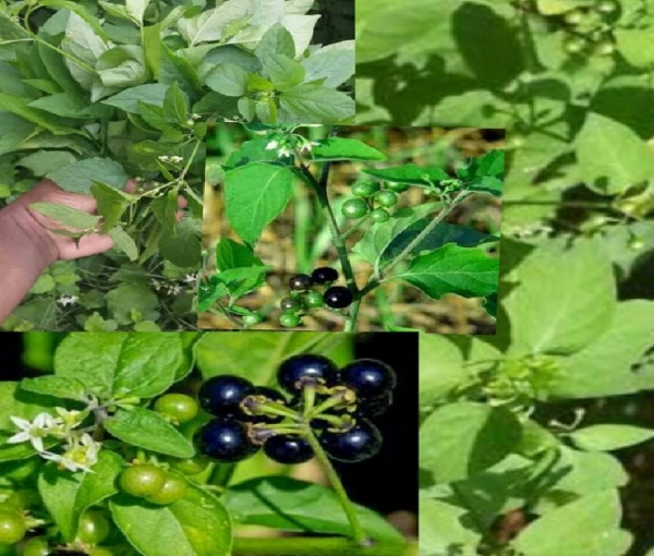 Manathakkali Greens: Cultivation Methods and Uses