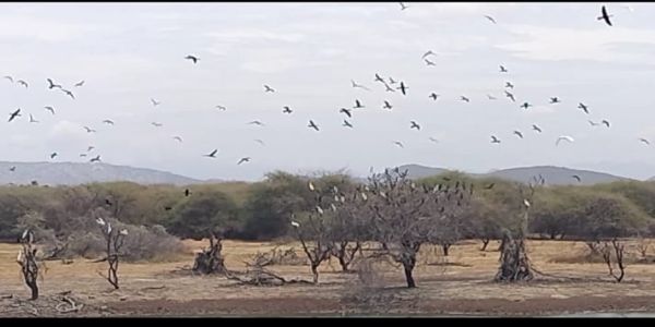கோடை வெயிலின் தாக்கத்தால் நீர்நிலையை நாடி குவியும் பறவைகள் – நீர்மட்டம் குறைந்து சிறிய குட்டை போல் காட்சியளிக்கிறது