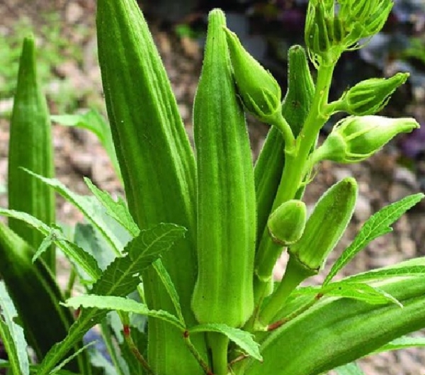 Okra cultivation for high yields in a short period