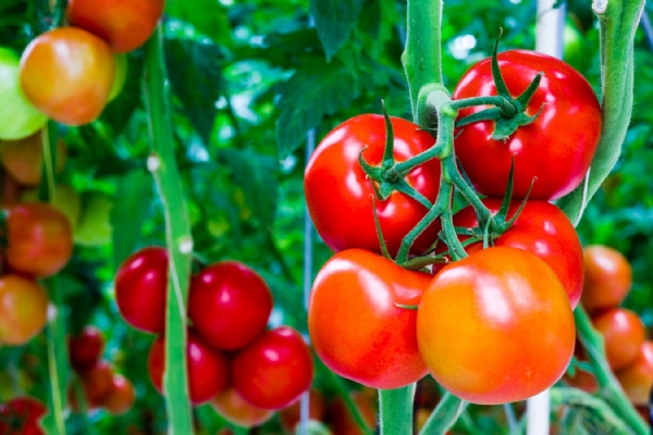 tomato farmers to avail crop insurance.