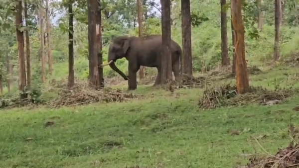 Wild elephant Wild elephant