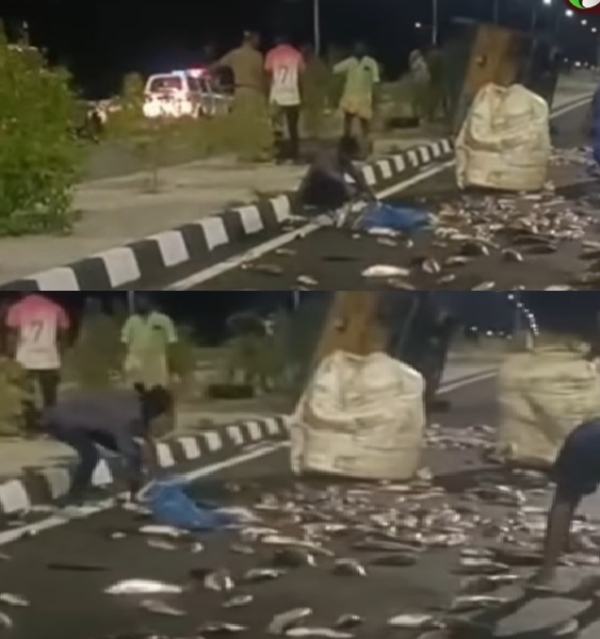 Fish-laden lorry overturns near Srivilliputhur Fish-laden lorry overturns near Srivilliputhur