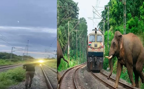 யானைக் கூட்டம் பாதுகாப்பாக கடப்பதற்காக ராஜ்தானி எக்ஸ்பிரஸ் ரயில் நிறுத்தி வைப்பு