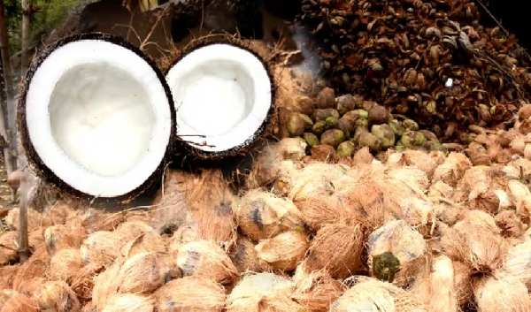 திருவாரூரில் தேங்காய் விலை கிடுகிடு உயர்வு - கடும் வெயிலால் தென்னைகள் கருகி விளைச்சல் பாதிப்பு திருவாரூரில் தேங்காய் விலை கிடுகிடு உயர்வு - கடும் வெயிலால் தென்னைகள் கருகி விளைச்சல் பாதிப்பு