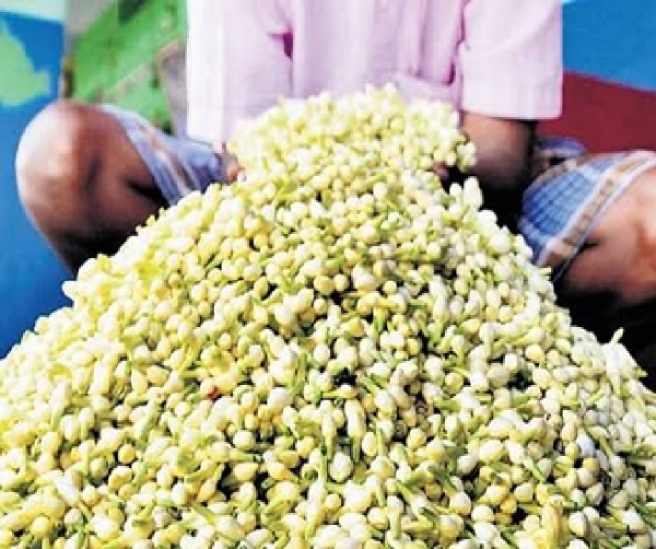 Jasmine sells for ₹1,000 per kg